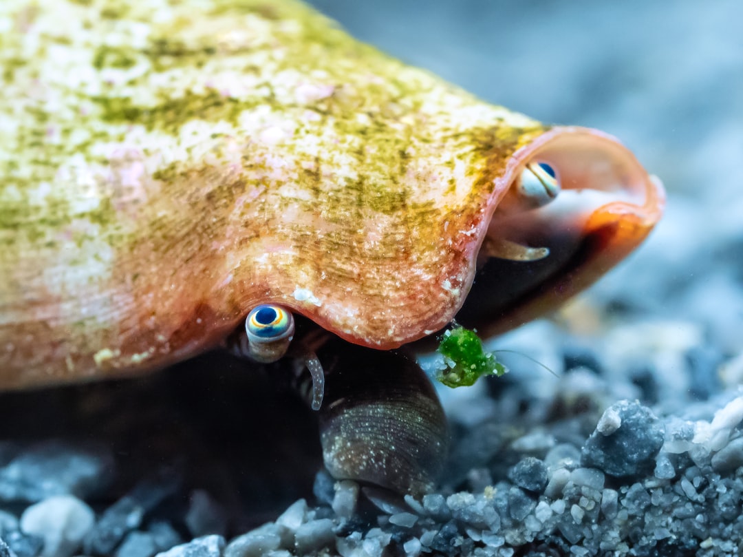Photo Aquarium, Snail